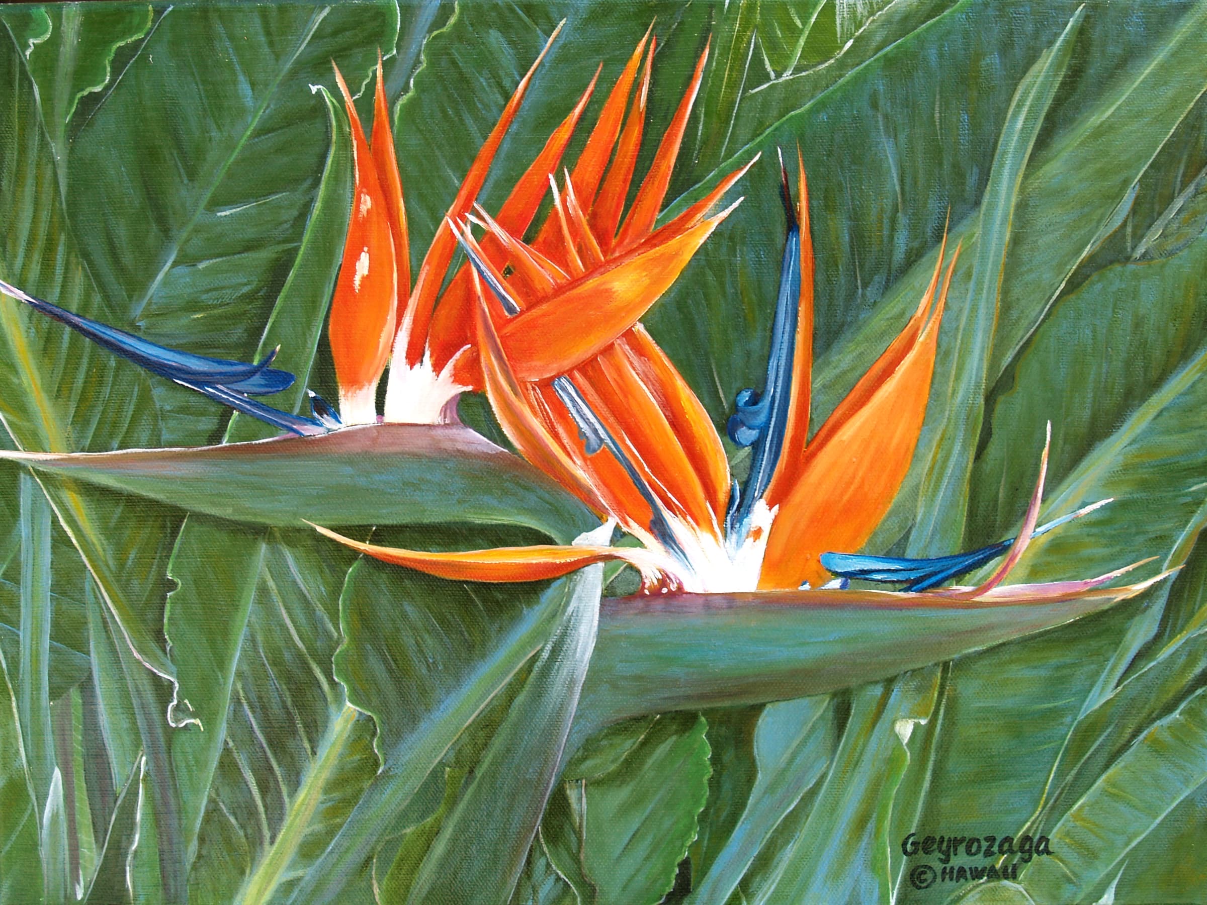 Birds of Paradise 
